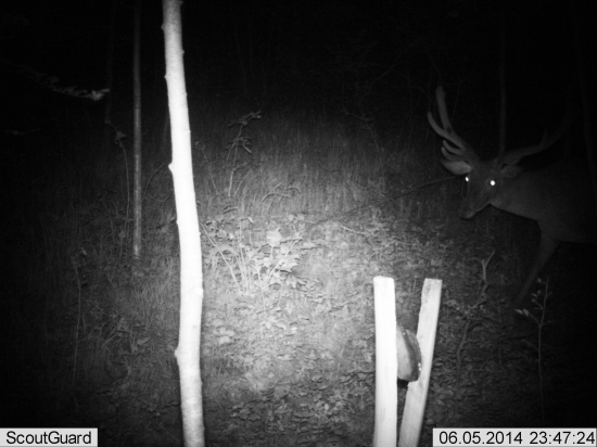 v zahrade mi rastie :)