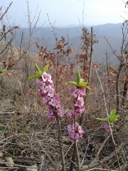 v Hradockej doline...