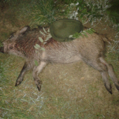 vcera vecer mi Diana dopriala ...