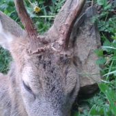 srnec od kamaradov k svadbe