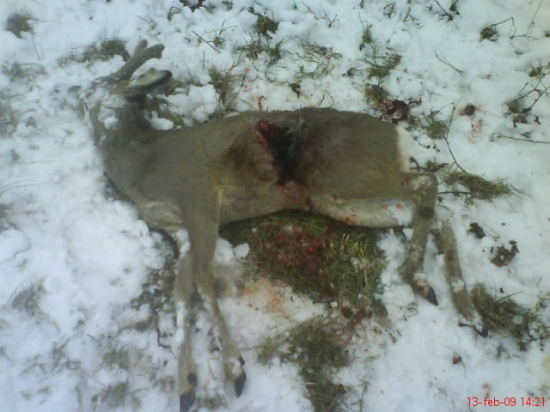 STRHNUTY RYSOM PS-LUKA