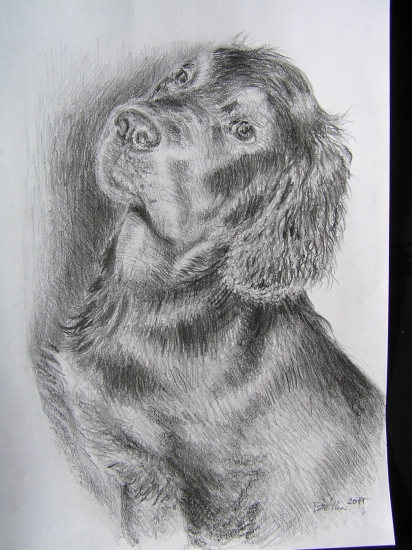 Kdy se konečně půjde ven? ( mladý gordonsetr )