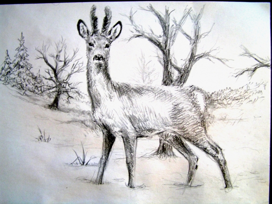 Zimní srnec