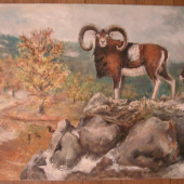Mufloni