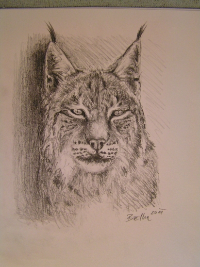 Portrét rysa - tech. progresso