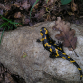 Salamandra škvrnitá