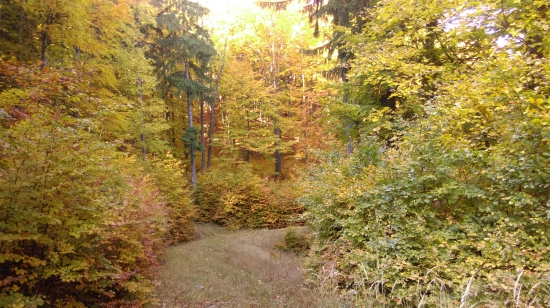 cestička