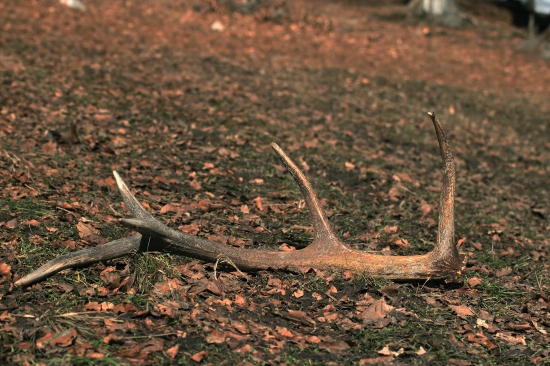 dnešný desatoráčik