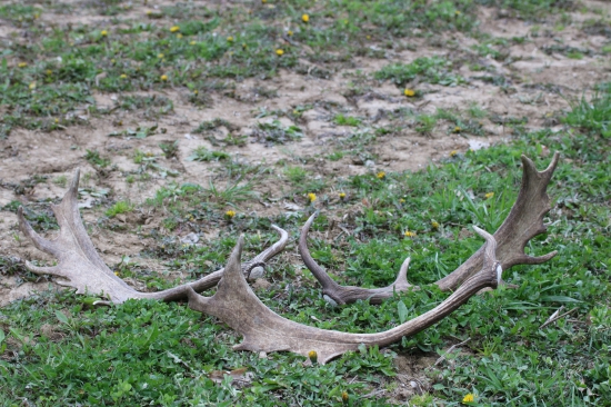 prechádzka s kamarátmi