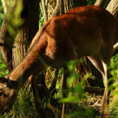 vo večerných lúčoch