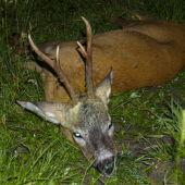 Prví tohtoročný srnec