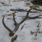 Dnesny Prvy iny pohlad