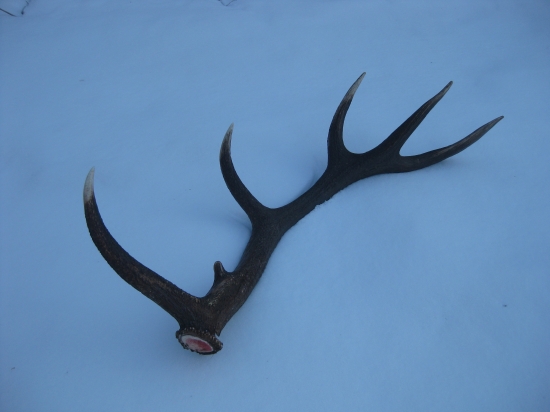 Moj druhy tuto sezonu 183,4 bodov