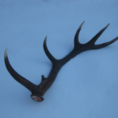 Moj druhy tuto sezonu 183,4 bodov