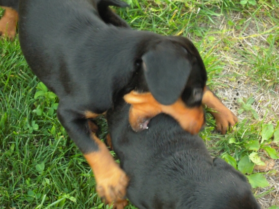 ..na diviaka som ešte malý..