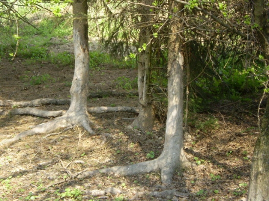 Pobytové znaky zveri