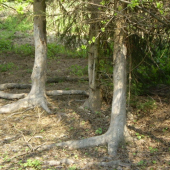 Pobytové znaky zveri