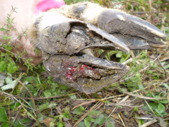 infekčná hniloba paznechtov