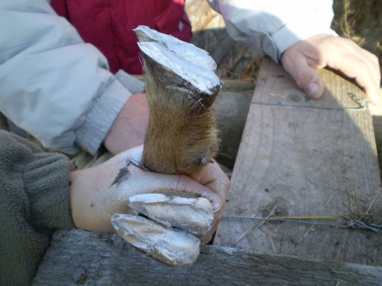 infekčná hniloba paznechtov