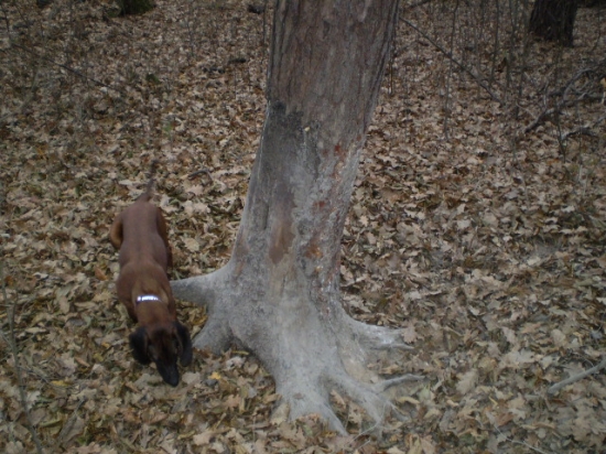 Pobytové znaky zveri 3