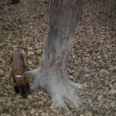 Pobytové znaky zveri 3