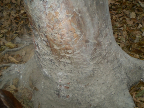 Pobytové znaky zveri 4