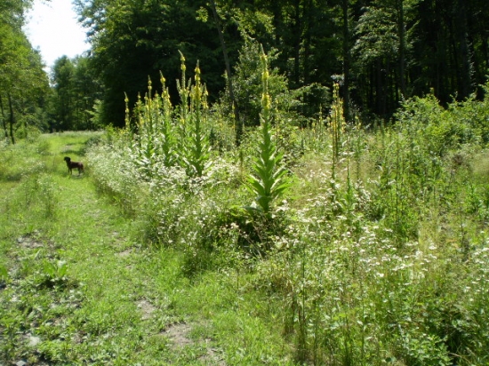 Strážcovia popri ceste