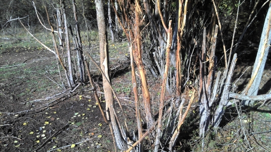 Opustené rujovisko...