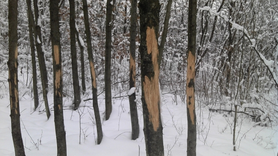 Pobytové znaky zveri