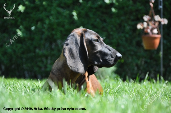 Arka 19.08.2010