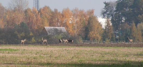 koło naszego domu 11.2009