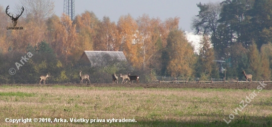 koło naszego domu 11.2009