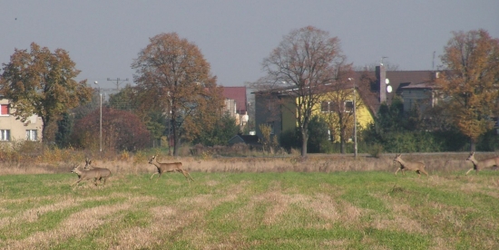 11.2009