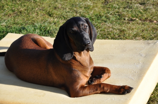 Arka przed Hubertusem