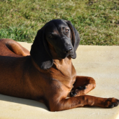 Arka przed Hubertusem