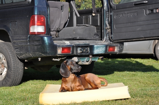 Arka przed Hubertusem