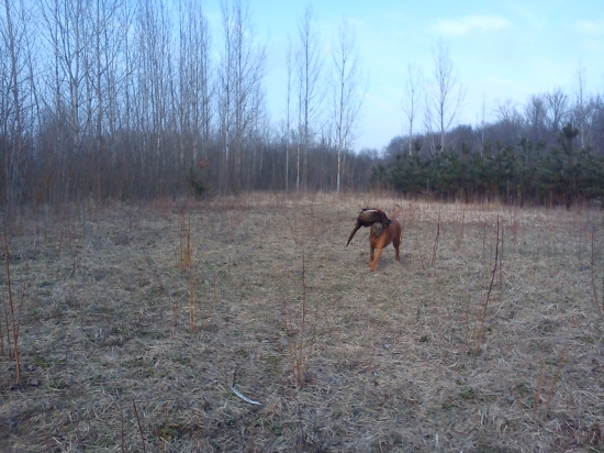 Posledný kohút sezóny