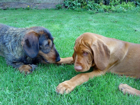 nerozluční priatelia