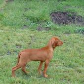 SZISZI1