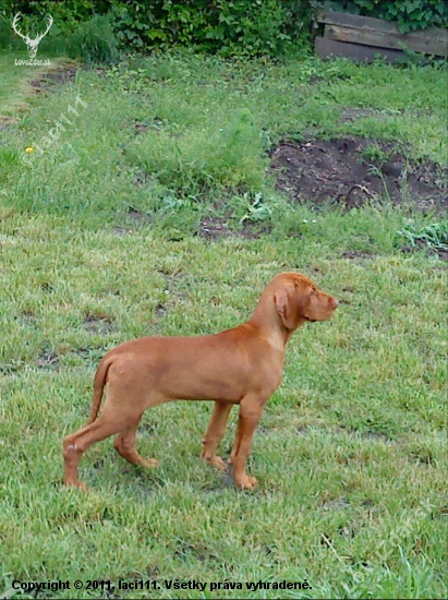 SZISZI1