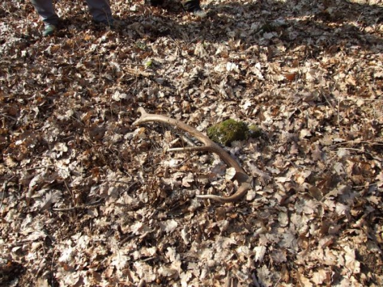 Keď sa darí , tak sa darí