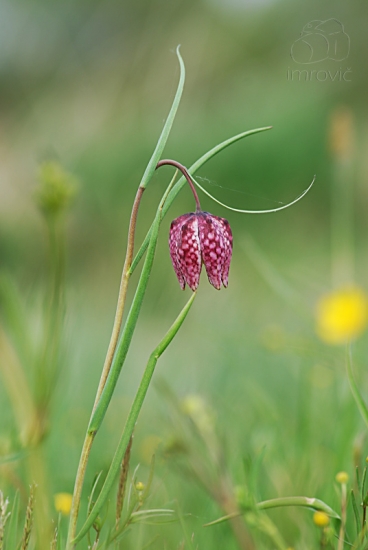Korunkovka strakatá (Fritillaria meleagris L.)