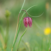 Korunkovka strakatá (Fritillaria meleagris L.)
