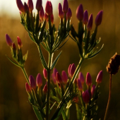 purple