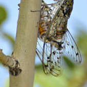 Cicadoidea