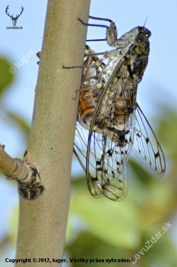 Cicadoidea