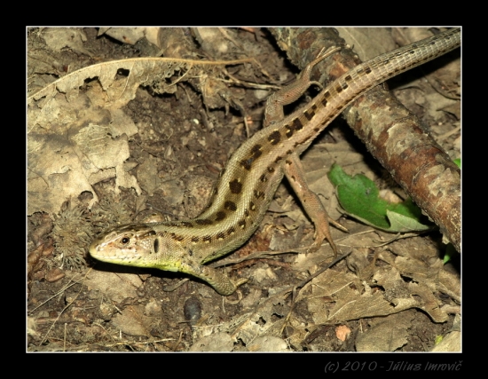 Jašterica zelená – Lacerta viridis