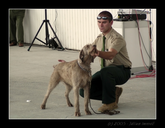 Slovenský hrubosrstý stavač