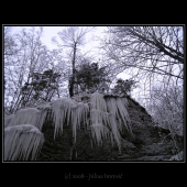 mrazivá scenéria lesa