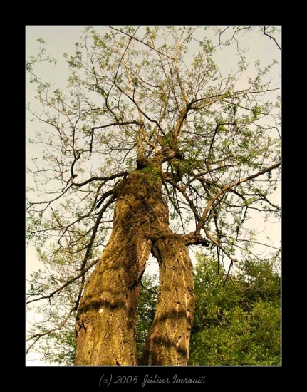 rozkročený